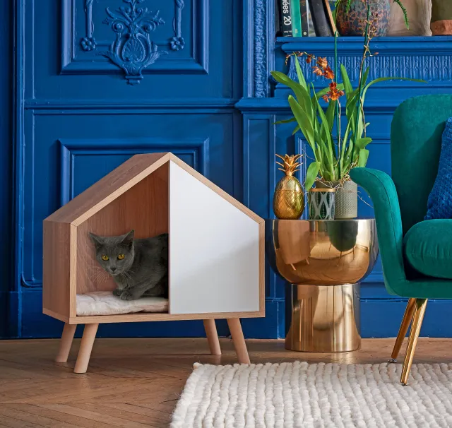 hobby micro nicchia - gatti seduti in una casa - Perché hai bisogno di un sito Web di marketing di affiliazione di micro nicchia?