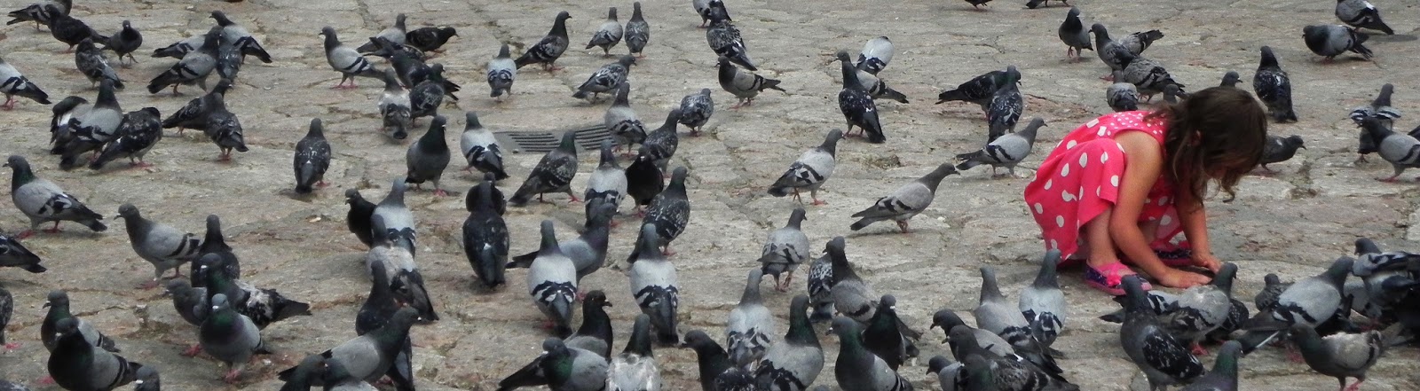 Flickr_birds.jpg Flickr_birds.jpg