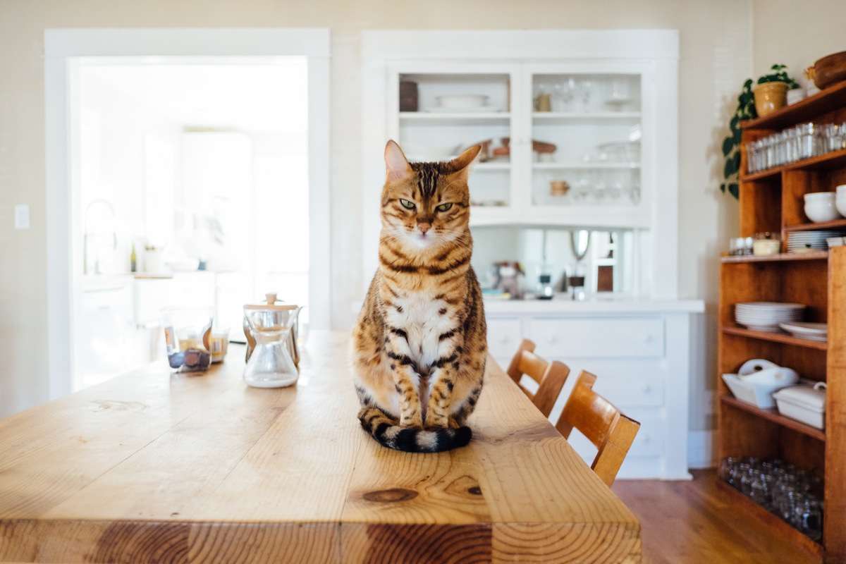 Un chat regarde la caméra avec méfiance alors qu'il est assis sur une table de cuisine.