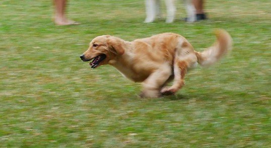 golden retriever running