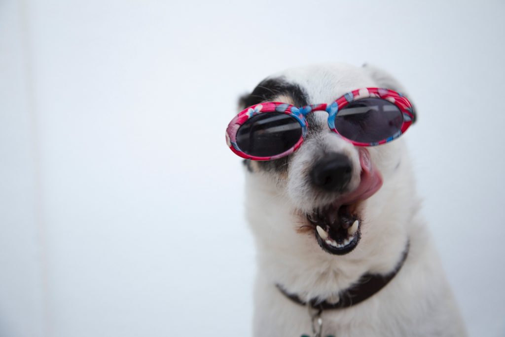 Hund mit Sonnenbrille