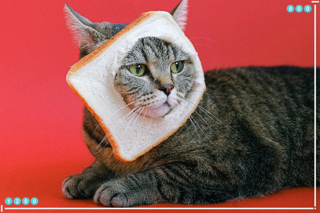 顯示分辨率 1200x800 的圖像，顯示如何在網頁設計中使用圖像