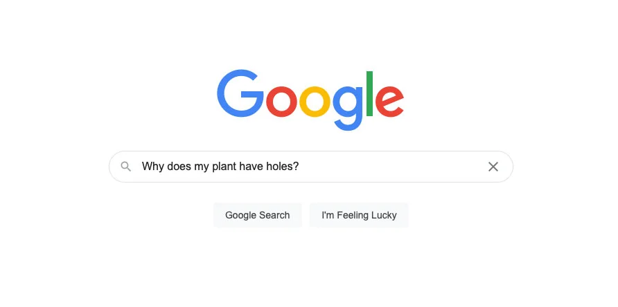 谷歌搜索為什麼我的植物有洞？