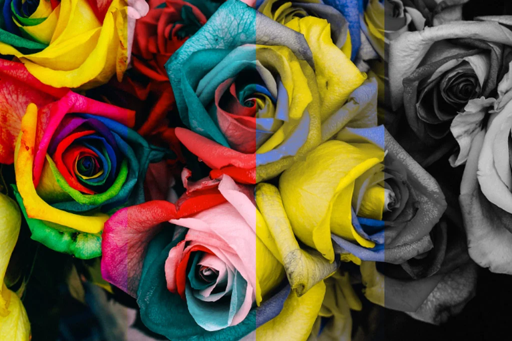 Güller ekranı tam renkli ve siyah beyaz arasında böler