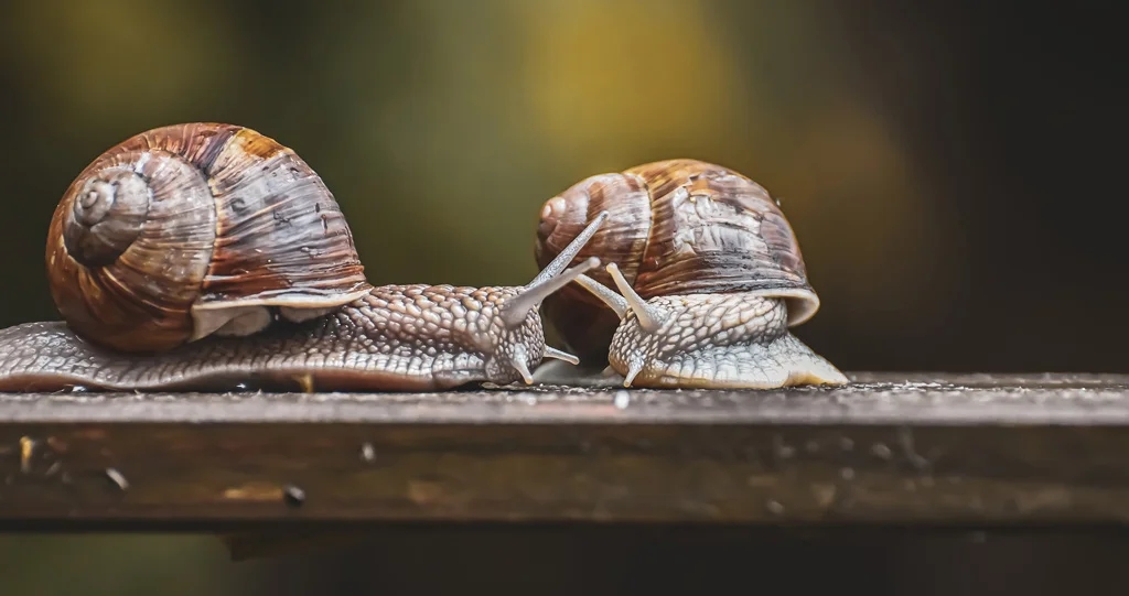 Doi melci pe o bancă