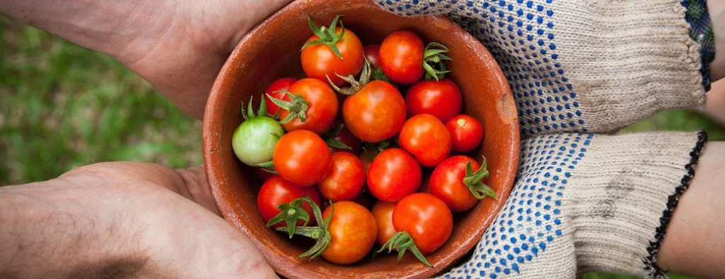 due persone con in mano una ciotola di pomodori