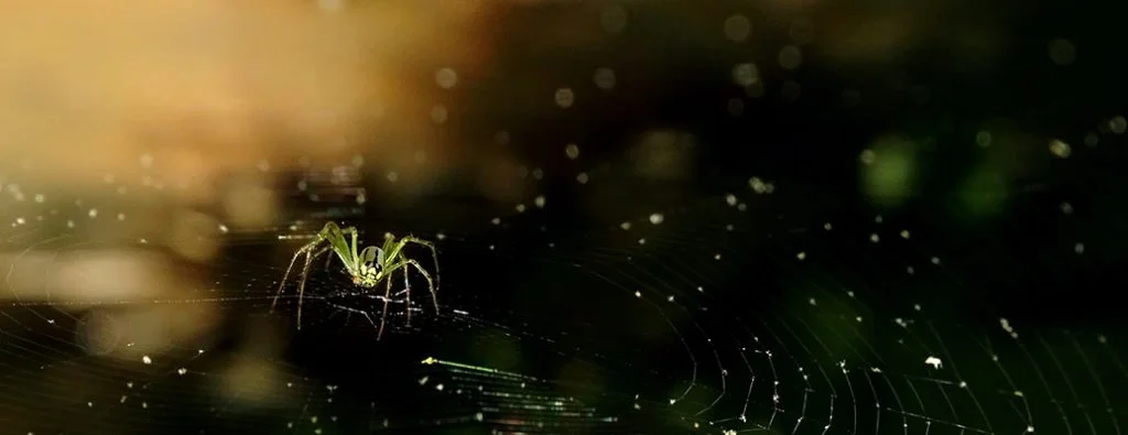 ウェブ上を這う蜘蛛