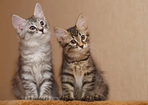 dois sentados gatinho