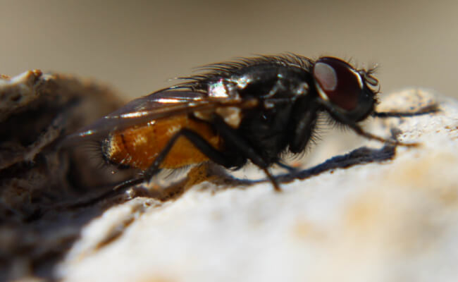 Mopinion: Wskazówki dotyczące doświadczeń użytkowników, które sprawią, że Twoi klienci będą zadowoleni w tym okresie świątecznym — Zgłaszanie błędów