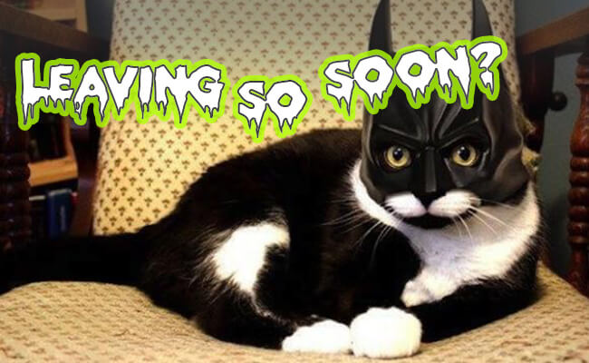 Mopinion: 3 moduri în care feedbackul online poate preveni o experiență înfricoșătoare a clienților - Halloween Cat