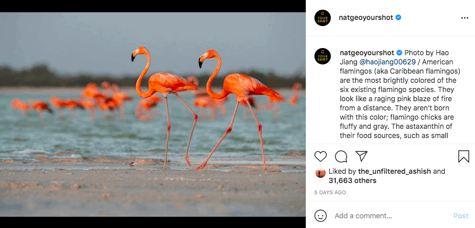 Flamingos correndo pela areia em frente a um corpo de água