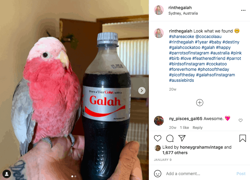 Pequeno pássaro australiano Galah sendo mantido ao lado de uma garrafa de coque lendo Galah