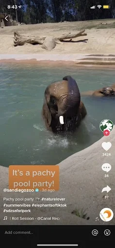 샌디에이고 동물원의 TikTok에서 수영하는 코끼리