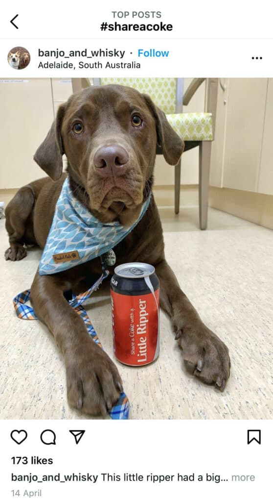 Trist, dar adorabil, labrador maro în fața unei cutii de coca-cola pe care scrie „micul spărcător”