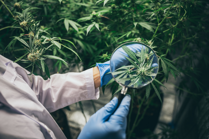 大麻搜索引擎優化