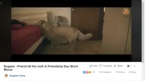 o vídeo cria uma forte conexão emocional