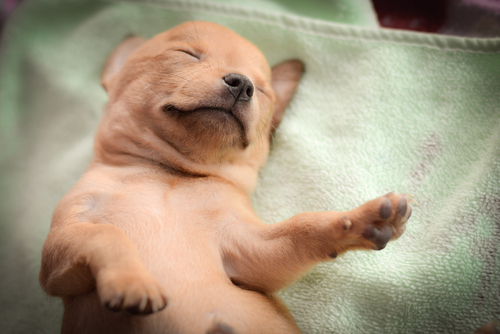 facebook 广告文案点击可爱的小狗