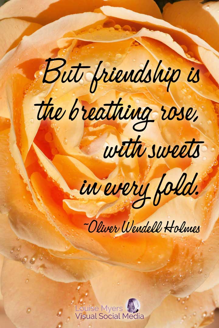 帶有報價友誼的黃玫瑰是呼吸玫瑰。