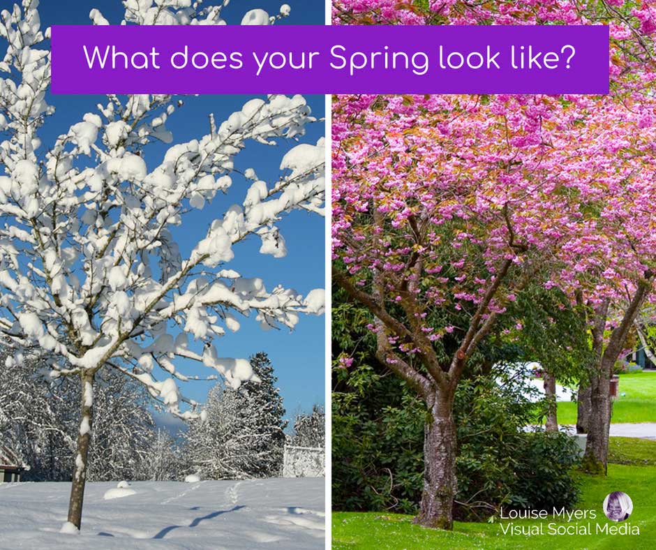 ต้นไม้หิมะและดอกซากุระบอกว่าฤดูใบไม้ผลิเป็นอย่างไร