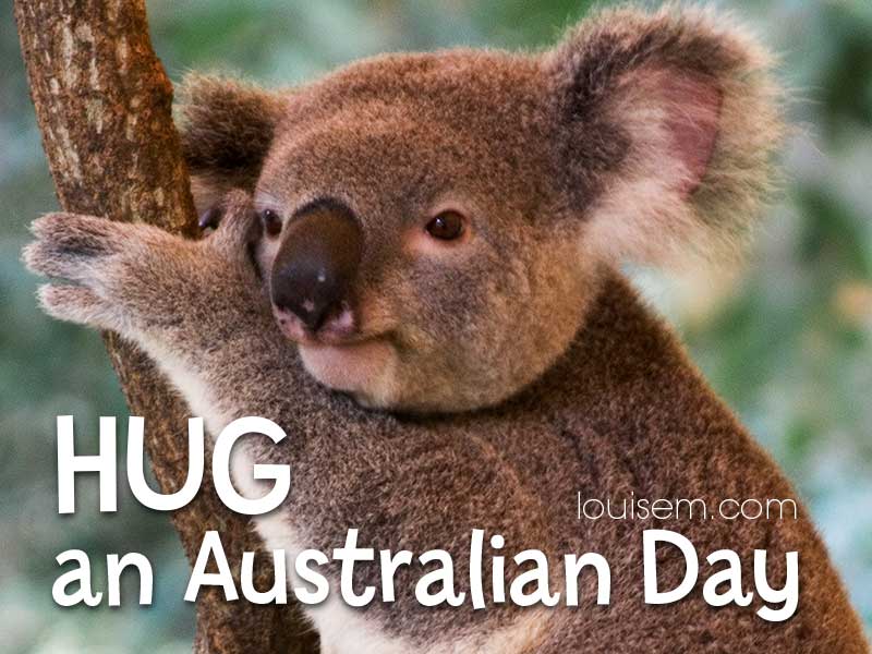 หมีโคอาล่ากอดต้นไม้พูดว่า Hug an Australian Day