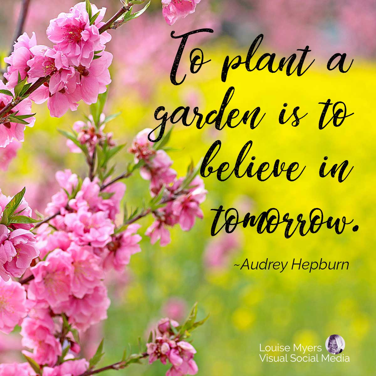 ピンクの桜と台本の引用と黄色い花畑。