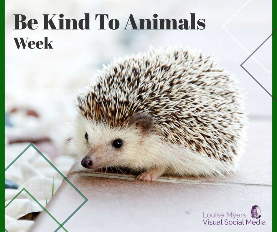 landak lucu mengatakan Be Kind To Animals Week adalah 1 hingga 7 Mei.