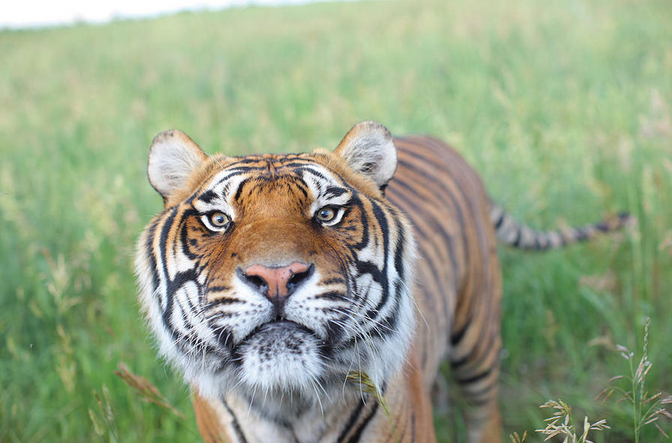 Wild Animal Sanctuary Tiger