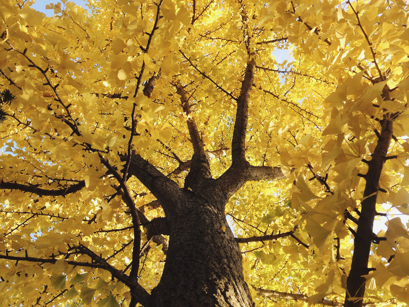 เคล็ดลับชิคาโก seo