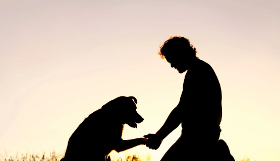 Znaczenie zwierząt domowych