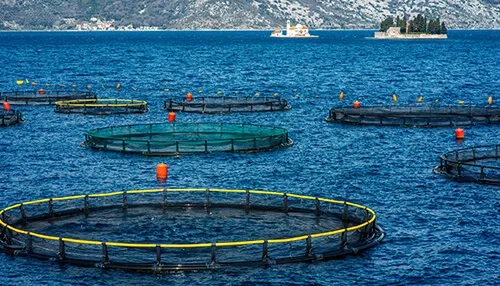 有機養魚場|タイクーンストーリーメディア Organic Fish Farm Food Business Ideas