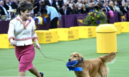 [[KENNAL CLUB!!]] Westminster Dog Show live streaming 2022: Bagaimana cara menonton Westminster Dog Show online info gratis?