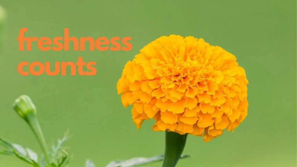 la freschezza conta sul blog