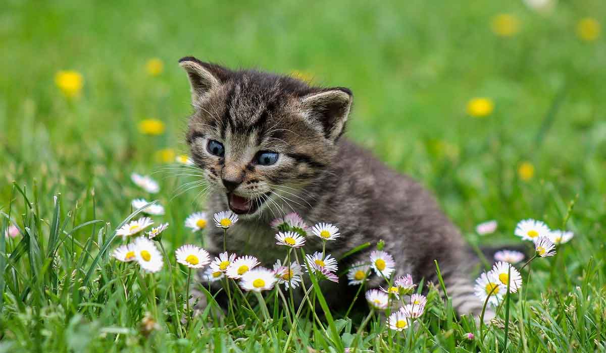 緑の芝生で遊ぶ子猫。