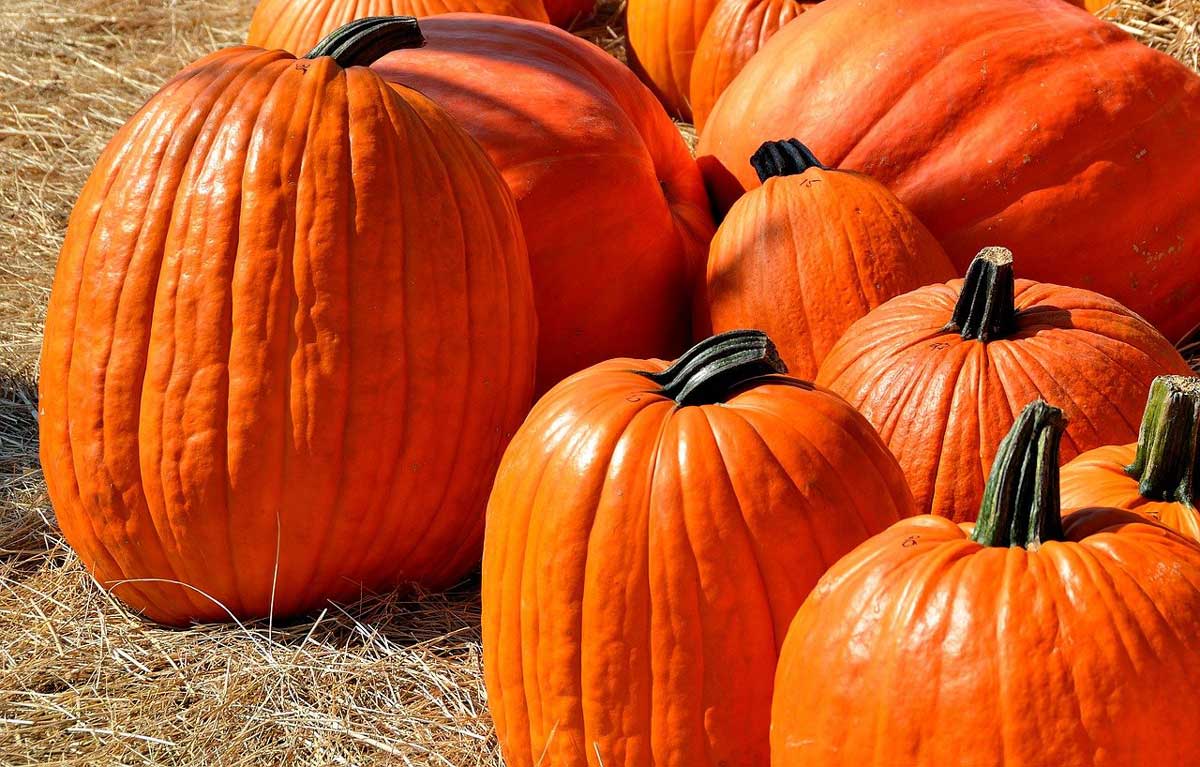grup de dovleci portocalii așezați pe paie.