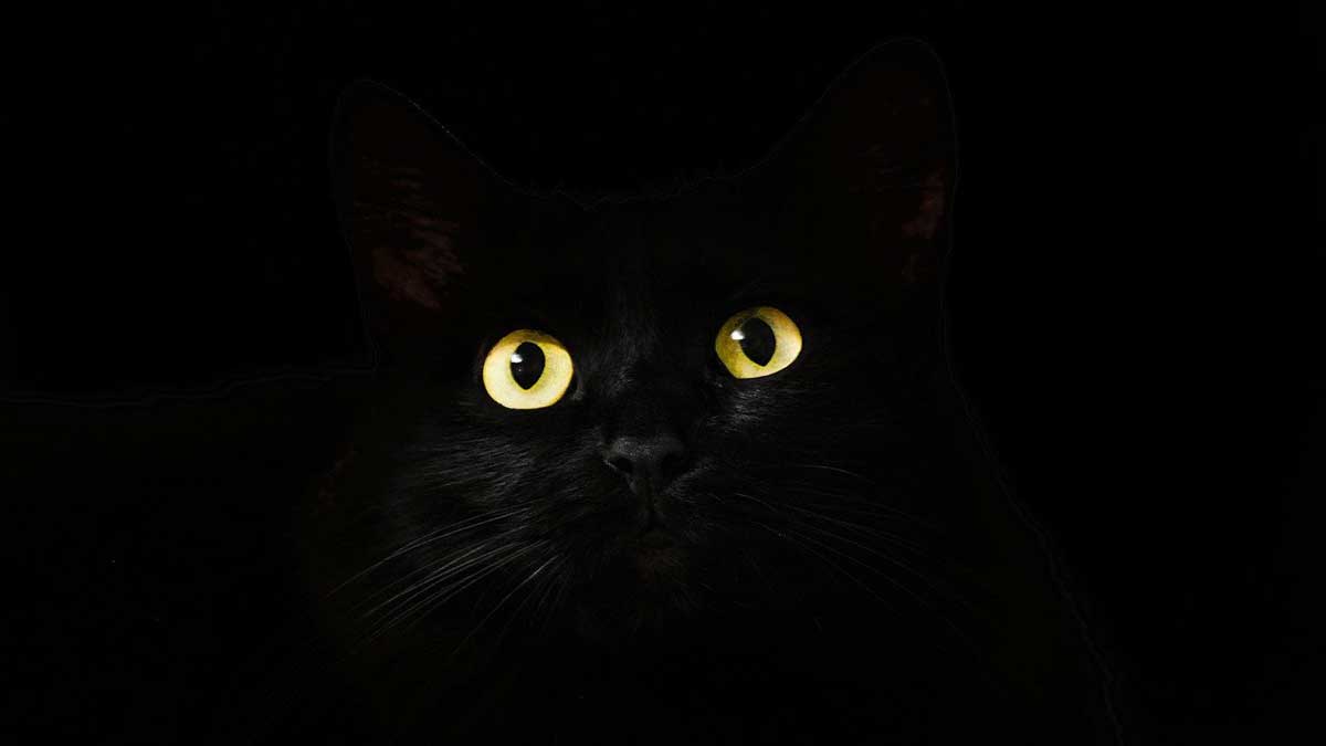 แมวดำตาสีทองเกือบจะหายไปบนพื้นหลังสีดำ