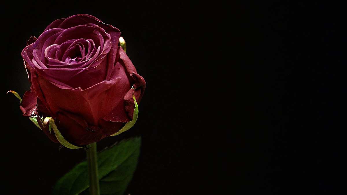 verloren aussehende dunkle Rose vor schwarzem Hintergrund.