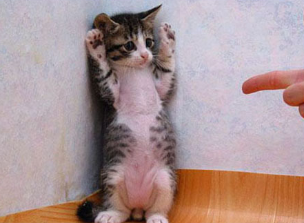 SEO-веб-спам-ссылка-ферма-злоупотребление seo web spam link farm abuse