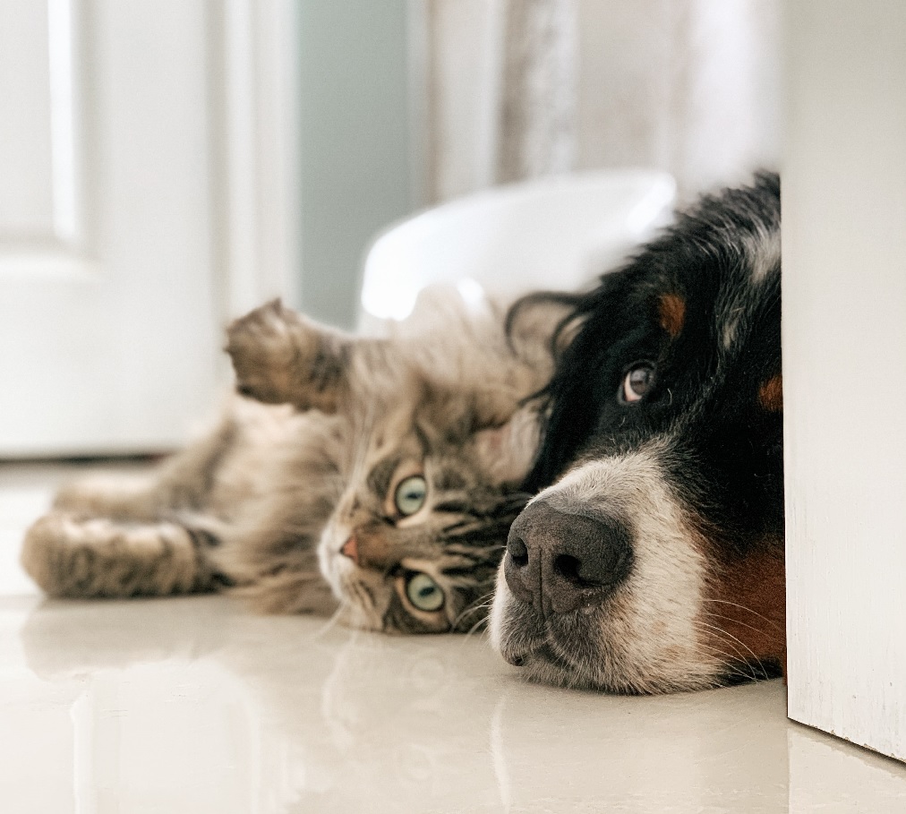 2022년 가장 수익성이 높은 11개의 제휴 마케팅 틈새 시장