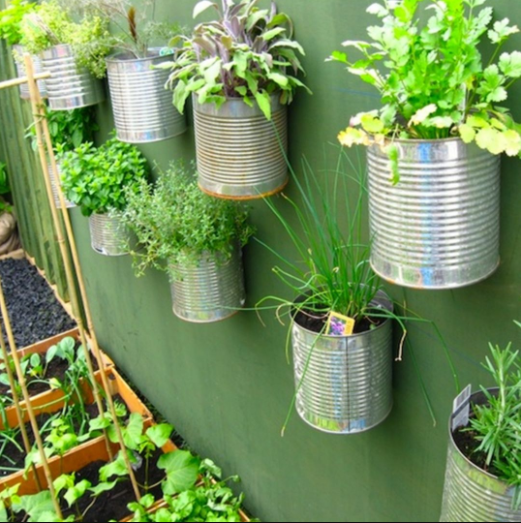 Huerto urbano - latas con verduras montadas en la pared