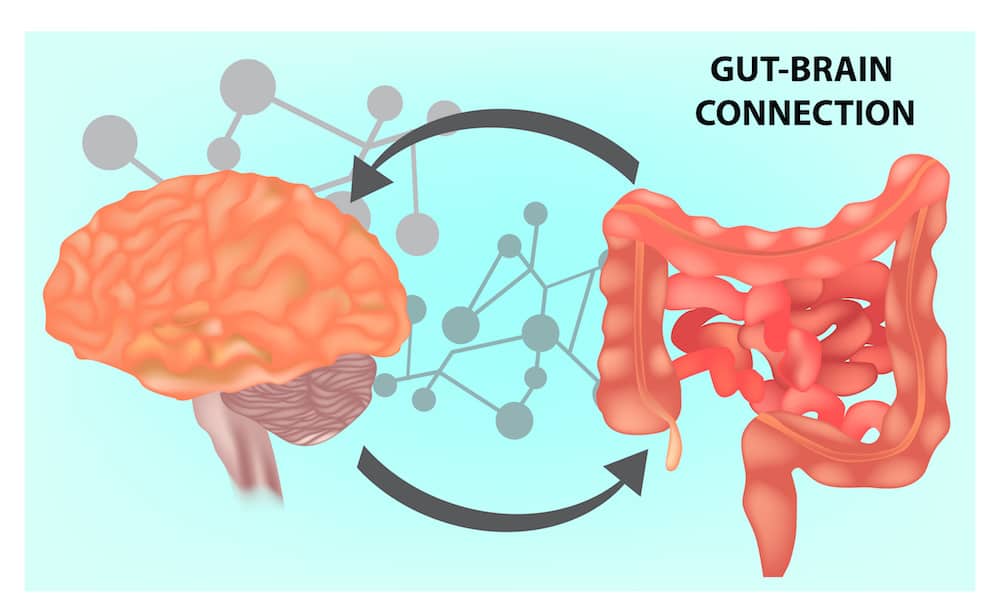 Conexão do cérebro intestinal, também conhecido como instinto intestinal