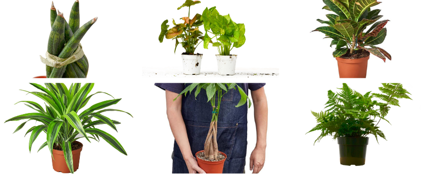 Plantas vivas de House Plant Dropship Live Plants from House Plant Dropship