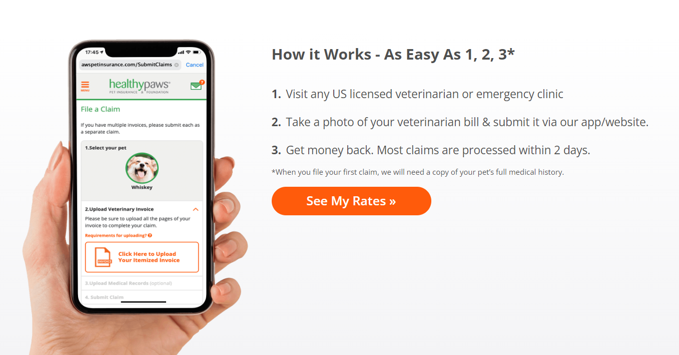 健康な足のペット保険