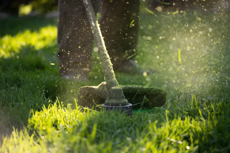 blog de cuidados com o gramado