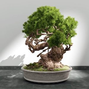 bonsai-arbres-entreprise-kenya