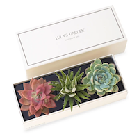 卢拉的花园宝石多肉花园