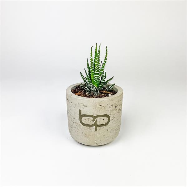 多肉植物 - 品牌赃物