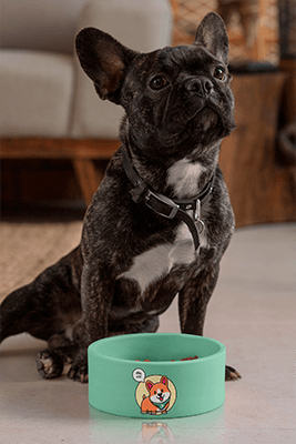 Fransız Bulldog İçeren Köpek Kasesi Mockup