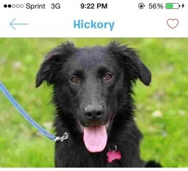 Tangkapan Layar Tinder untuk Anjing