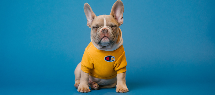 ผลิตภัณฑ์สำหรับสัตว์เลี้ยง Pet Products