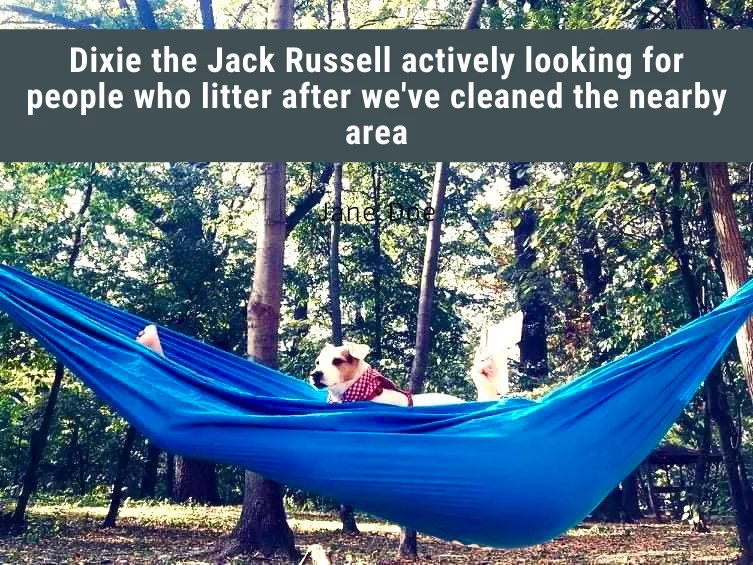 nu îndrăznești să arunci gunoi